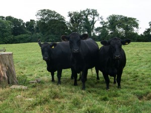Some of our Aberdeen Angus on the Estate