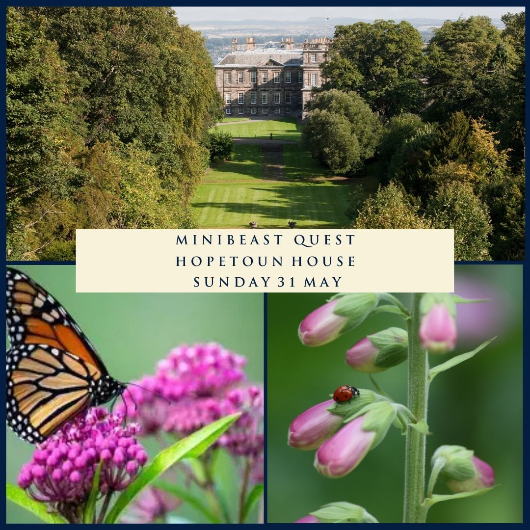 Promotional collage for Minibeast Quest at Hopetoun House; butterfly on pink blooms and a ladybug on pink buds in a garden scene.