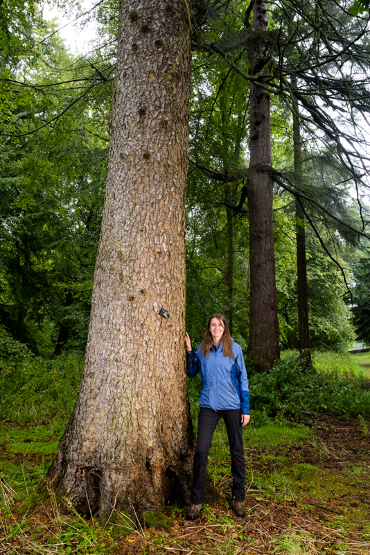 Morinda spruce, Hopetoun House, Scottish Tree of the Year 2016