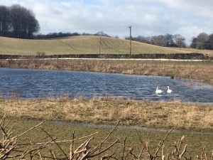 Swans on Pond1