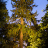 The Morinda Spruce, Hopetoun