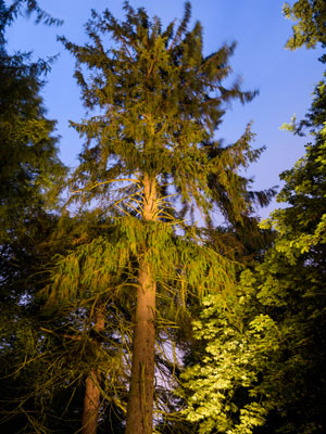 The Morinda Spruce, Hopetoun