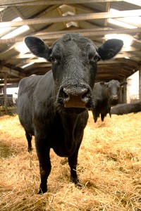 Hopetoun Aberdeen Angus