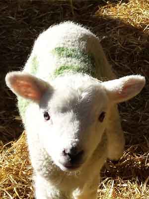 Hopetoun lamb