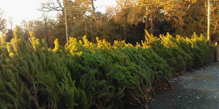 Christmas Trees for sale at Hopetoun